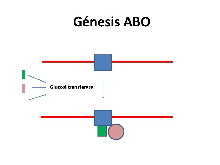 Génesis ABO Glucosiltransferasa 