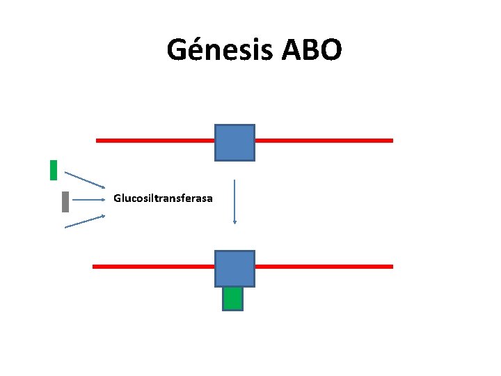 Génesis ABO Glucosiltransferasa 