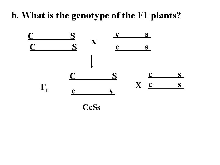 b. What is the genotype of the F 1 plants? C C S S