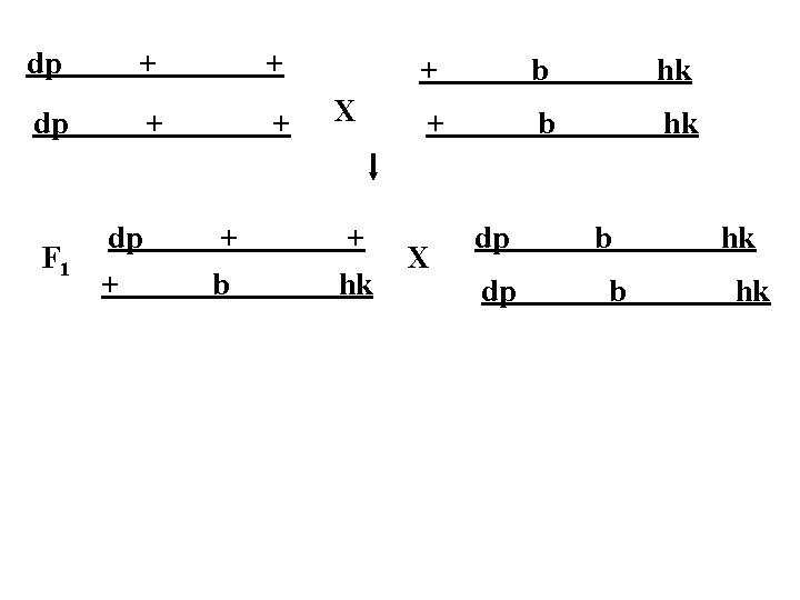 dp + + F 1 dp + + b X + hk + b