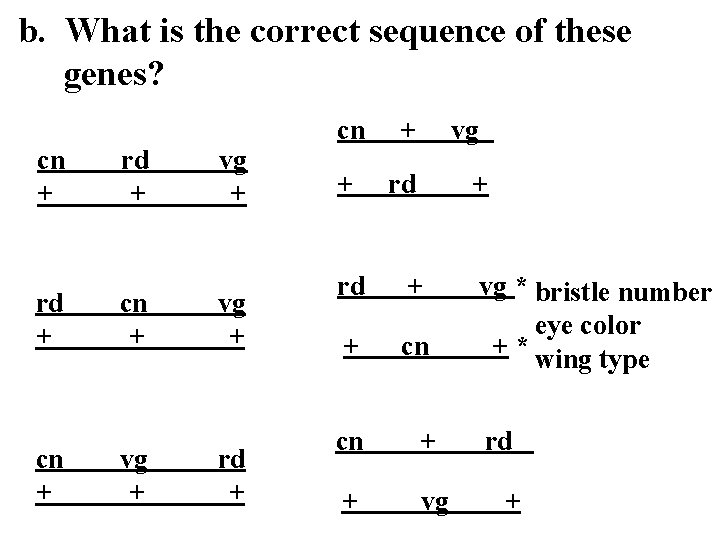 b. What is the correct sequence of these genes? cn + rd + cn