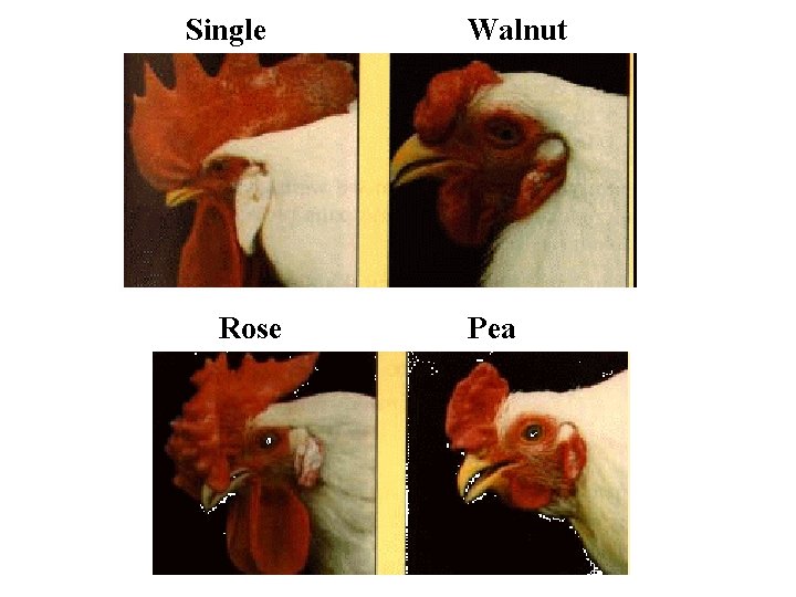 Single Rose Walnut Pea 
