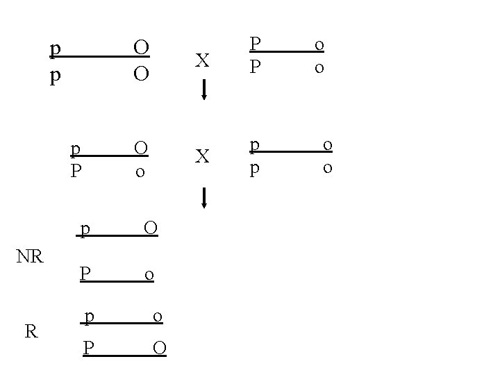 p p O O p P NR R O o p O P o