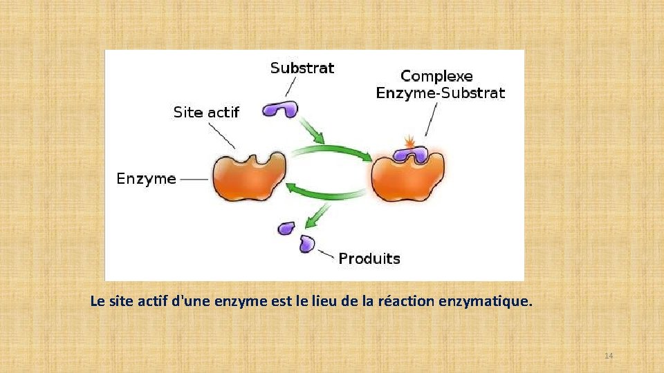 Le site actif d'une enzyme est le lieu de la réaction enzymatique. 14 