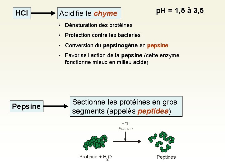 HCl Acidifie le chyme p. H = 1, 5 à 3, 5 • Dénaturation HCl Acidifie le chyme p. H = 1, 5 à 3, 5 • Dénaturation
