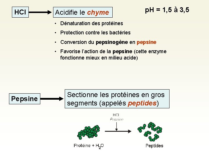 HCl Acidifie le chyme p. H = 1, 5 à 3, 5 • Dénaturation