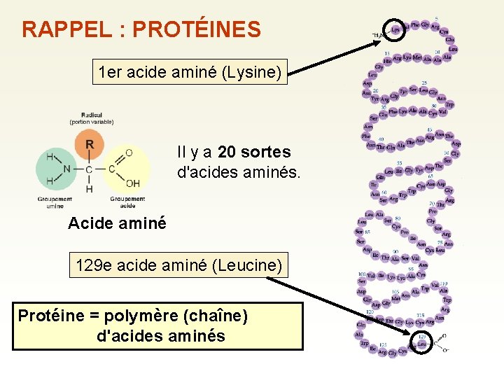 RAPPEL : PROTÉINES 1 er acide aminé (Lysine) Il y a 20 sortes d'acides RAPPEL : PROTÉINES 1 er acide aminé (Lysine) Il y a 20 sortes d'acides