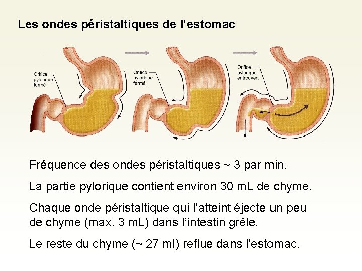 Les ondes péristaltiques de l’estomac Fréquence des ondes péristaltiques ~ 3 par min. La