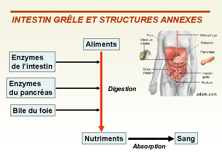 INTESTIN GRÊLE ET STRUCTURES ANNEXES Aliments Enzymes de l’intestin Enzymes du pancréas Digestion Bile