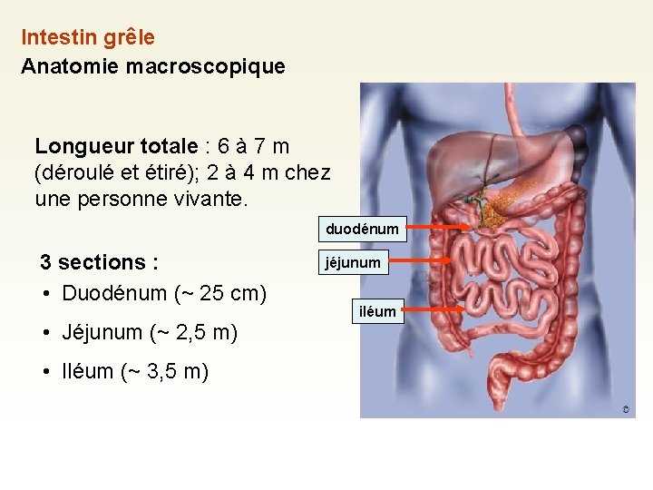 Intestin grêle Anatomie macroscopique Longueur totale : 6 à 7 m (déroulé et étiré);