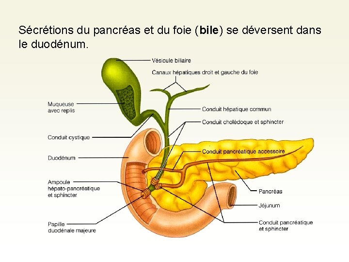 Sécrétions du pancréas et du foie (bile) se déversent dans le duodénum. 