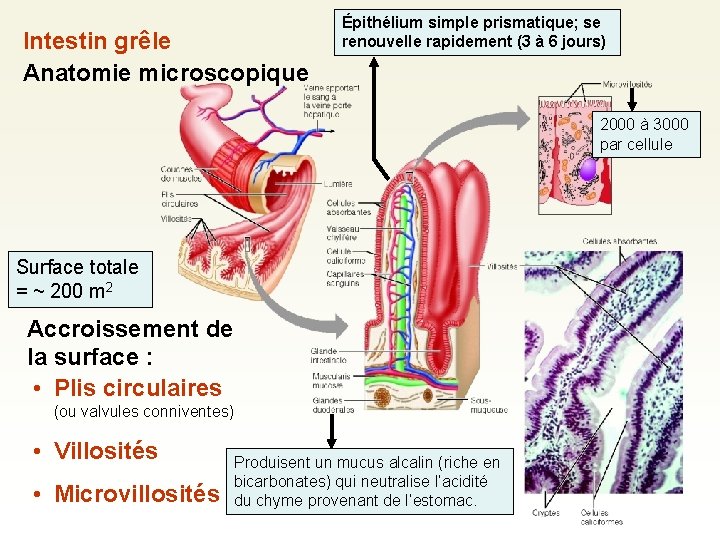 Intestin grêle Anatomie microscopique Épithélium simple prismatique; se renouvelle rapidement (3 à 6 jours)