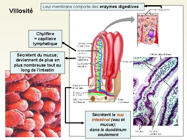 Villosité Leur membrane comporte des enzymes digestives Chylifère = capillaire lymphatique Sécrètent du mucus; Villosité Leur membrane comporte des enzymes digestives Chylifère = capillaire lymphatique Sécrètent du mucus;
