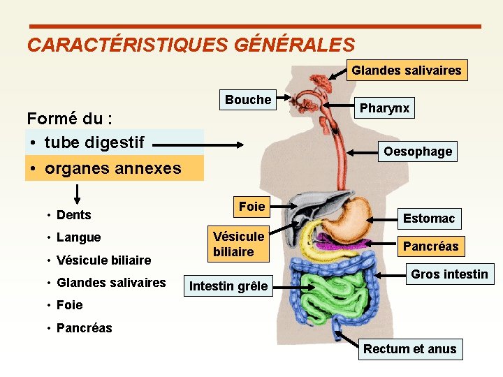 CARACTÉRISTIQUES GÉNÉRALES Glandes salivaires Bouche Formé du : • tube digestif Oesophage • organes CARACTÉRISTIQUES GÉNÉRALES Glandes salivaires Bouche Formé du : • tube digestif Oesophage • organes
