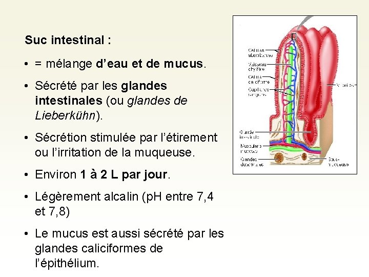 Suc intestinal : • = mélange d’eau et de mucus. • Sécrété par les