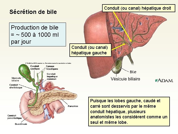 Sécrétion de bile Production de bile = ~ 500 à 1000 ml par jour Sécrétion de bile Production de bile = ~ 500 à 1000 ml par jour