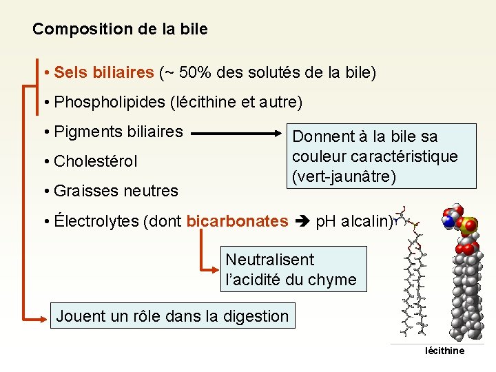 Composition de la bile • Sels biliaires (~ 50% des solutés de la bile)