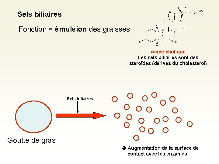 Sels biliaires Fonction = émulsion des graisses Acide cholique Les sels biliaires sont des Sels biliaires Fonction = émulsion des graisses Acide cholique Les sels biliaires sont des
