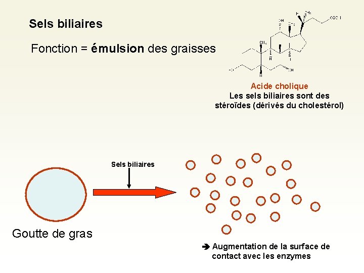 Sels biliaires Fonction = émulsion des graisses Acide cholique Les sels biliaires sont des