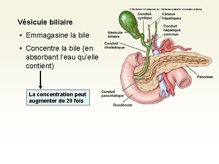 Vésicule biliaire • Emmagasine la bile • Concentre la bile (en absorbant l’eau qu’elle