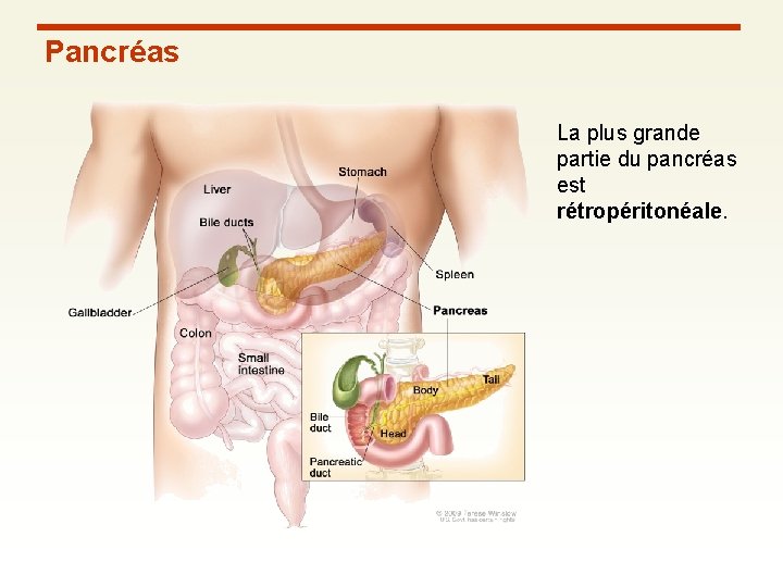 Pancréas La plus grande partie du pancréas est rétropéritonéale. 