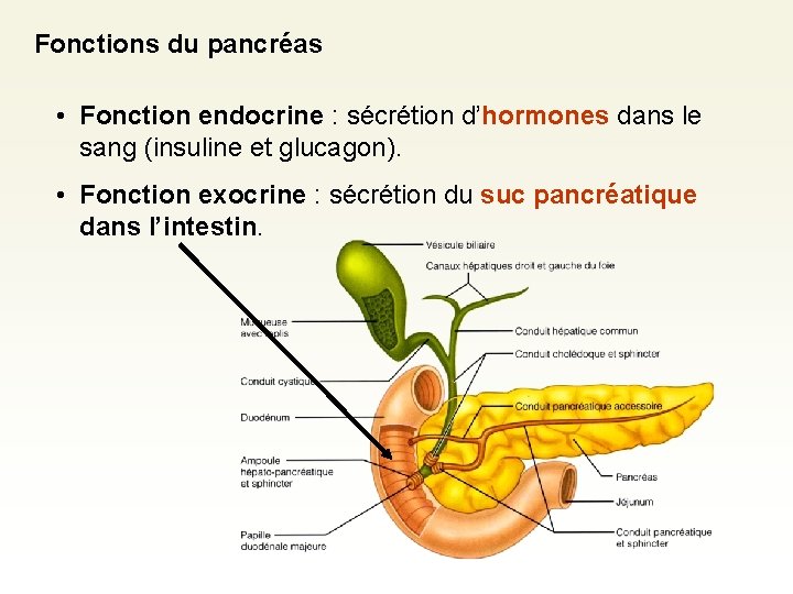 Fonctions du pancréas • Fonction endocrine : sécrétion d’hormones dans le sang (insuline et