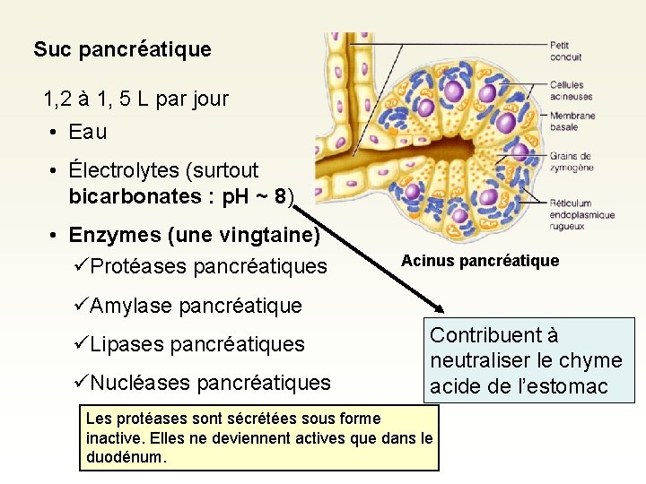 Suc pancréatique 1, 2 à 1, 5 L par jour • Eau • Électrolytes