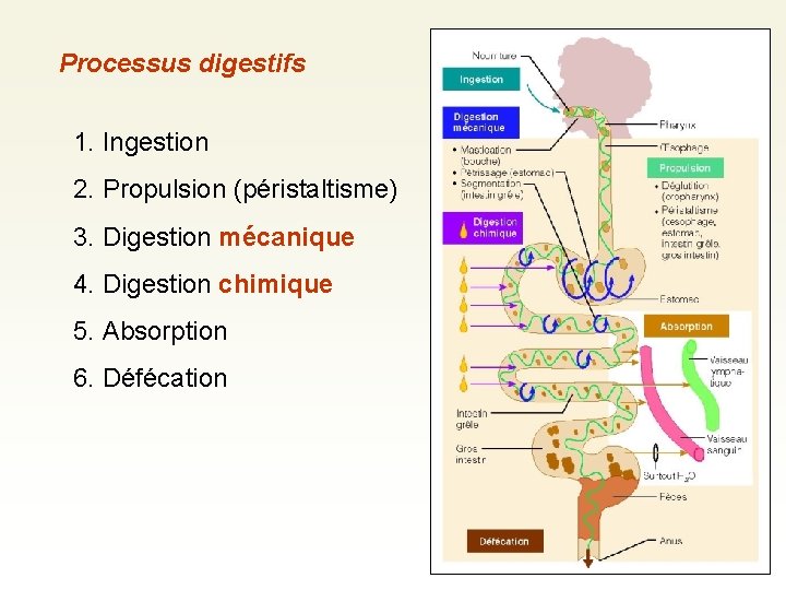 Processus digestifs 1. Ingestion 2. Propulsion (péristaltisme) 3. Digestion mécanique 4. Digestion chimique 5.