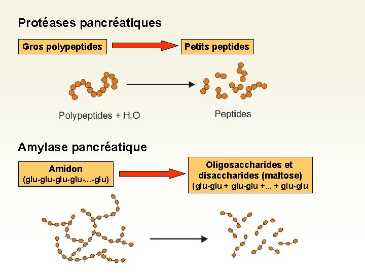 Protéases pancréatiques Gros polypeptides Petits peptides Amylase pancréatique Amidon (glu-glu-. . . -glu) Oligosaccharides