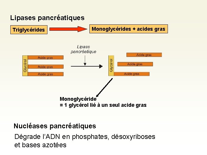 Lipases pancréatiques Triglycérides Monoglycérides + acides gras Monoglycéride = 1 glycérol lié à un Lipases pancréatiques Triglycérides Monoglycérides + acides gras Monoglycéride = 1 glycérol lié à un