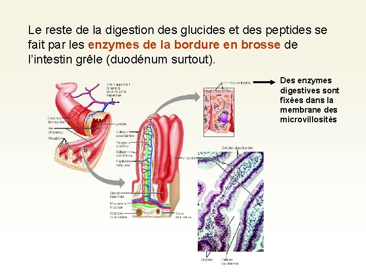 Le reste de la digestion des glucides et des peptides se fait par les