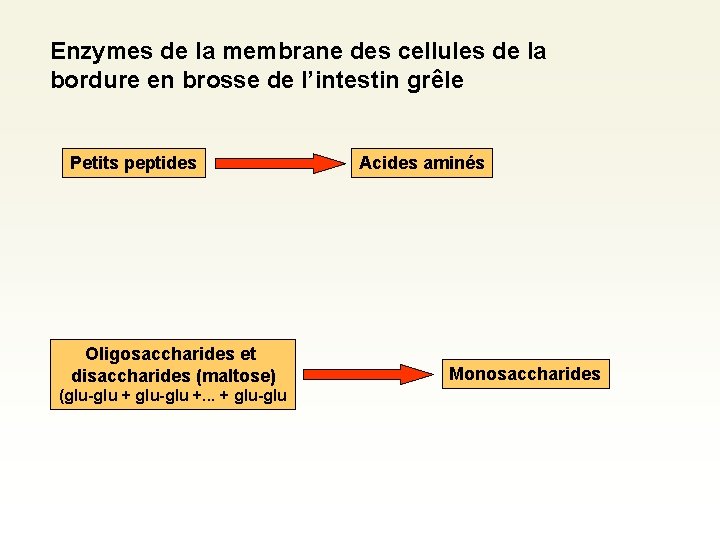 Enzymes de la membrane des cellules de la bordure en brosse de l’intestin grêle Enzymes de la membrane des cellules de la bordure en brosse de l’intestin grêle