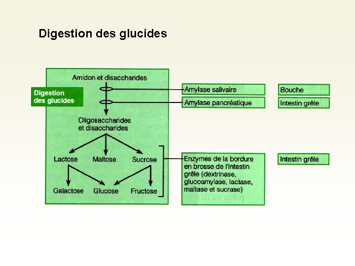Digestion des glucides Digestion des glucides