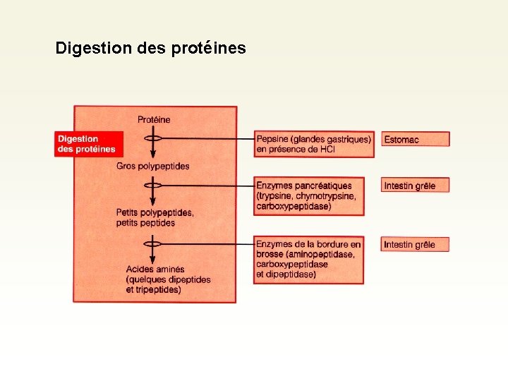 Digestion des protéines Digestion des protéines
