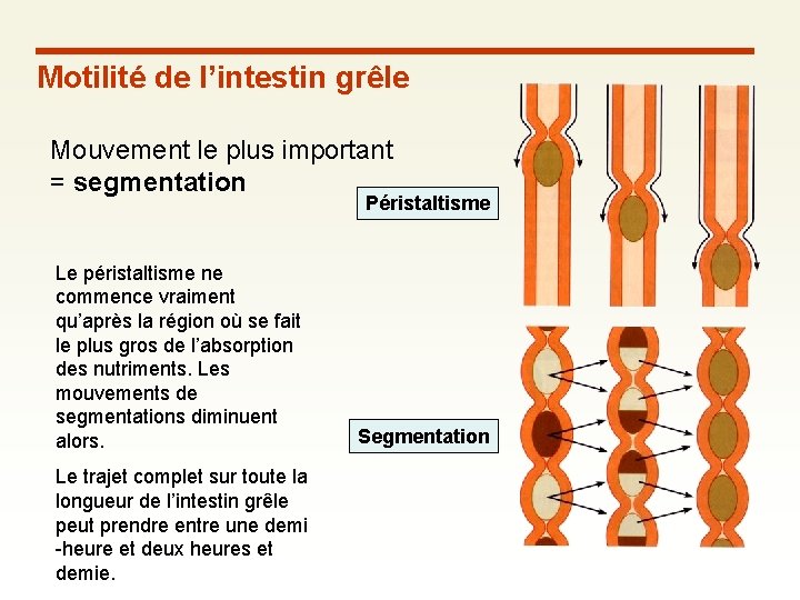 Motilité de l’intestin grêle Mouvement le plus important = segmentation Péristaltisme Le péristaltisme ne Motilité de l’intestin grêle Mouvement le plus important = segmentation Péristaltisme Le péristaltisme ne