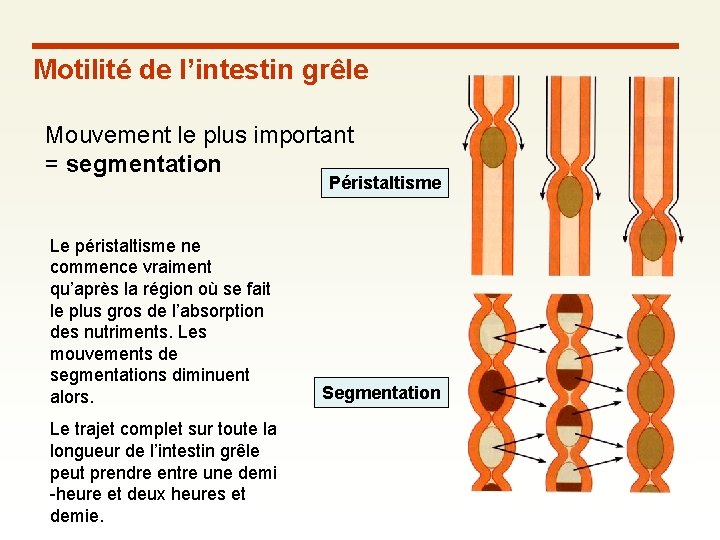 Motilité de l’intestin grêle Mouvement le plus important = segmentation Péristaltisme Le péristaltisme ne