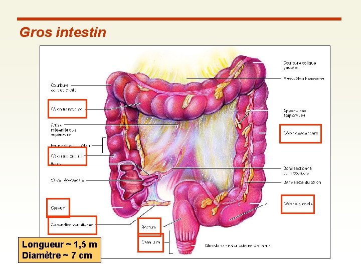 Gros intestin Longueur ~ 1, 5 m Diamètre ~ 7 cm 