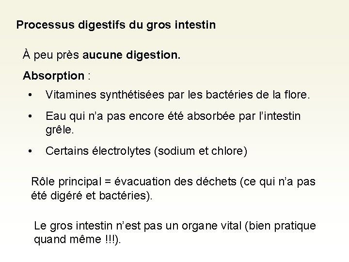 Processus digestifs du gros intestin À peu près aucune digestion. Absorption : • Vitamines