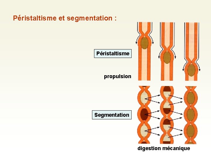 Péristaltisme et segmentation : Péristaltisme propulsion Segmentation digestion mécanique Péristaltisme et segmentation : Péristaltisme propulsion Segmentation digestion mécanique