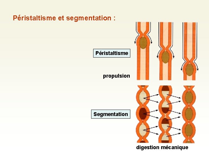 Péristaltisme et segmentation : Péristaltisme propulsion Segmentation digestion mécanique 