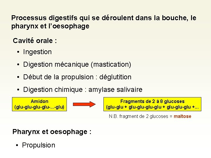 Processus digestifs qui se déroulent dans la bouche, le pharynx et l’oesophage Cavité orale Processus digestifs qui se déroulent dans la bouche, le pharynx et l’oesophage Cavité orale