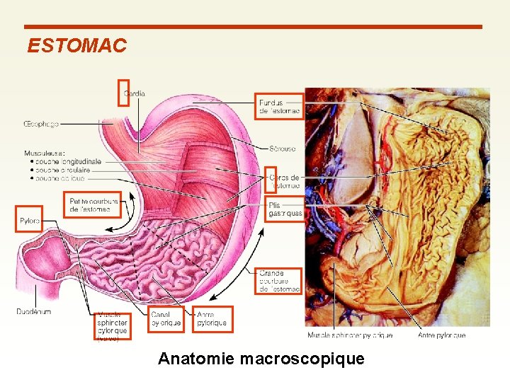 ESTOMAC Anatomie macroscopique ESTOMAC Anatomie macroscopique