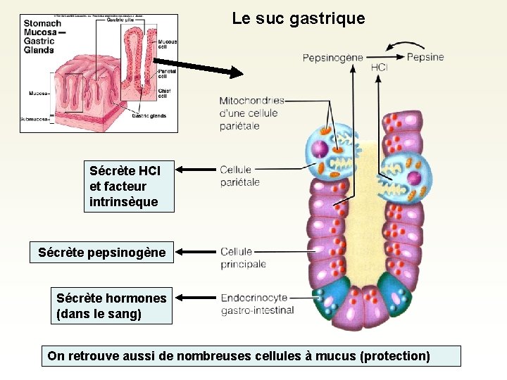 Le suc gastrique Sécrète HCl et facteur intrinsèque Sécrète pepsinogène Sécrète hormones (dans le