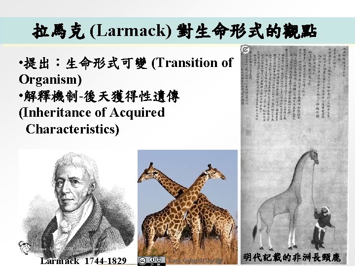 拉馬克 (Larmack) 對生命形式的觀點 • 提出：生命形式可變 (Transition of Organism) • 解釋機制-後天獲得性遺傳 (Inheritance of Acquired Characteristics)