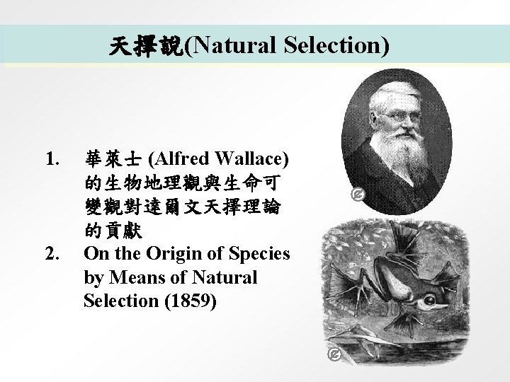 天擇說(Natural Selection) 1. 2. 華萊士 (Alfred Wallace) 的生物地理觀與生命可 變觀對達爾文天擇理論 的貢獻 On the Origin of
