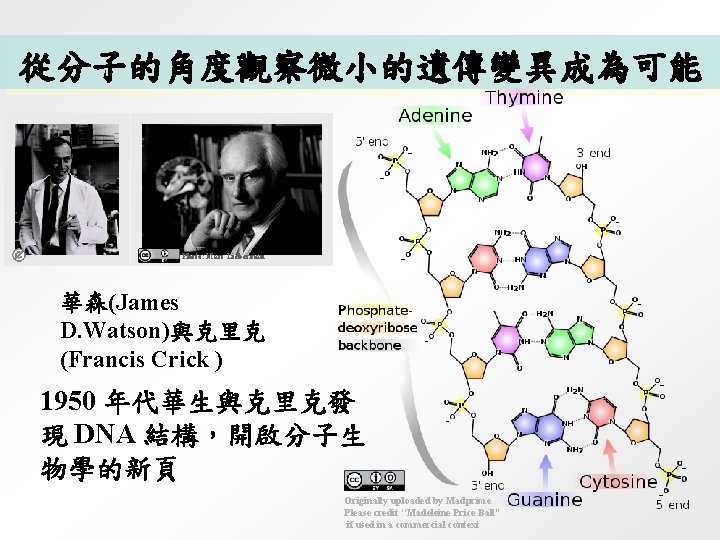 從分子的角度觀察微小的遺傳變異成為可能 Photo: Marc Lieberman 華森(James D. Watson)與克里克 (Francis Crick ) 1950 年代華生與克里克發 現 DNA