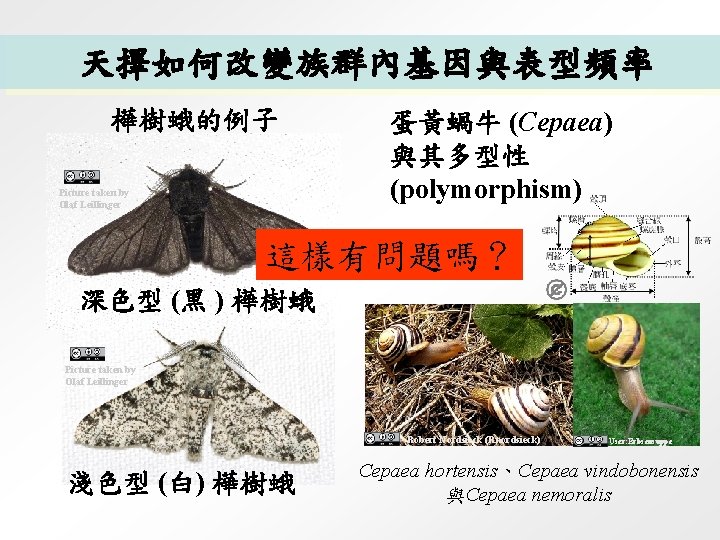 天擇如何改變族群內基因與表型頻率 樺樹蛾的例子 Picture taken by Olaf Leillinger 蛋黃蝸牛 (Cepaea) 與其多型性 (polymorphism) 這樣有問題嗎？ 深色型 (黑