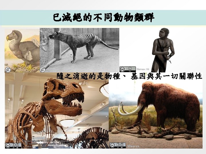 已滅絕的不同動物類群 Steveoc 86 隨之消逝的是物種、 基因與其一切關聯性 Original uploader was Killdevil at en. wikipedia Later version(s)