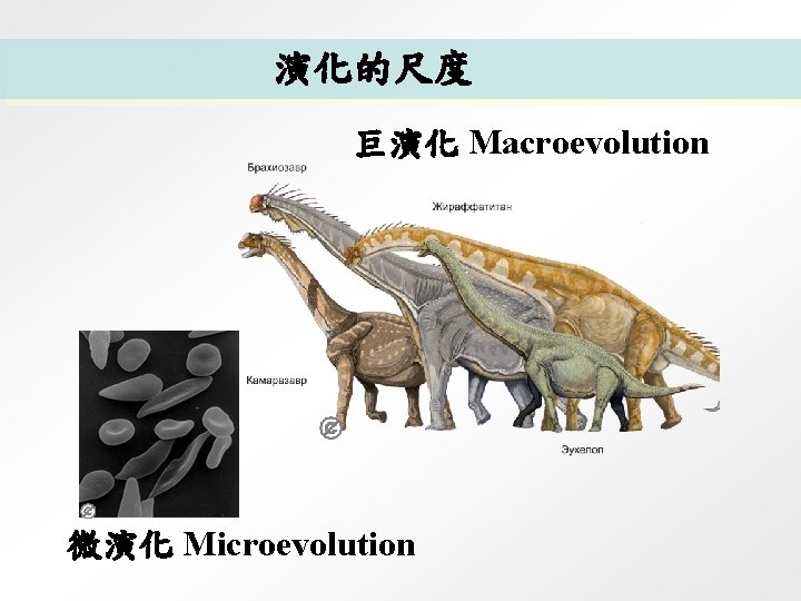 演化的尺度 巨演化 Macroevolution 微演化 Microevolution 