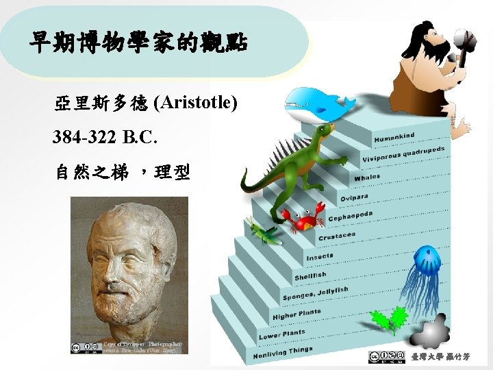 早期博物學家的觀點 亞里斯多德 (Aristotle) 384 -322 B. C. 自然之梯 ，理型 Copy of Lysippos , Photographer/